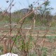 4000-sq-ft-sell-residential-land-plot-in-butibori-nagpur-bcymxlytgi Property