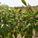 3.5-acre-sell-agriculture-agriculture-land-in-saoner-road-nagpur-bcuhogtben Property