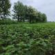 2.5-acre-sell-agriculture-agriculture-land-in-village-amgaon-tah.-seloo,-dist.-wardha-wardha-bszprbwfig Property