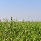 3.5-acre-sell-agriculture-agriculture-land-in-saoner-road-nagpur-bcuhogtben Property