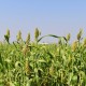 3.5-acre-sell-agriculture-agriculture-land-in-saoner-road-nagpur-bcuhogtben Property